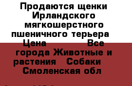 Продаются щенки Ирландского мягкошерстного пшеничного терьера › Цена ­ 30 000 - Все города Животные и растения » Собаки   . Смоленская обл.